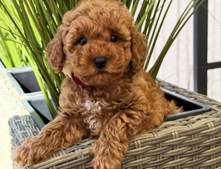 MUHTEŞEM TOY POODLE YAVRULARIM - 7321