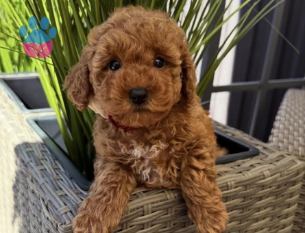 MUHTEŞEM TOY POODLE YAVRULARIM - 7321 - Görsel 3