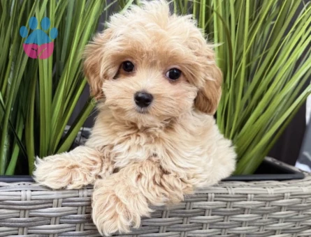 TEACUP MALTİPOO YAVRULARI - 7322
