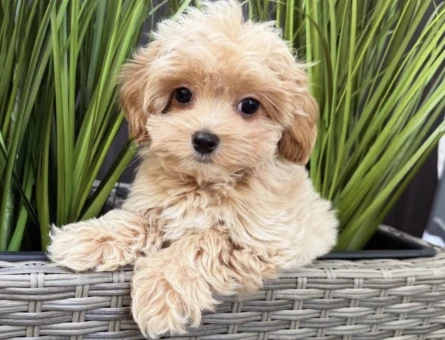 TEACUP MALTİPOO YAVRULARI - 7322