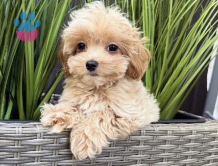 TEACUP MALTİPOO YAVRULARI - 7322 - Görsel 3