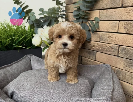 GÜZELLER GÜZELİ MALTİPOO YAVRULARIM - 7323