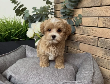 GÜZELLER GÜZELİ MALTİPOO YAVRULARIM - 7323