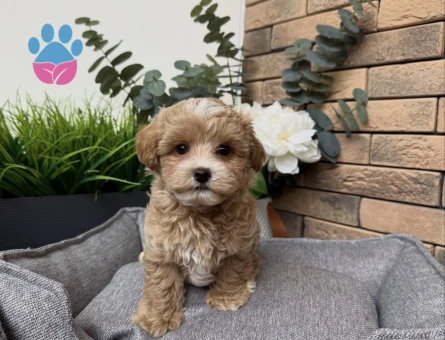 GÜZELLER GÜZELİ MALTİPOO YAVRULARIM - 7323 - Görsel 3