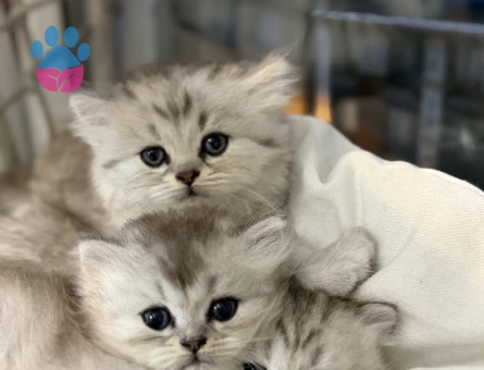 British  Shorthair Bebekler - 7326 - Görsel 4