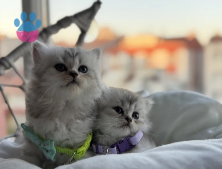 British  Shorthair Bebekler - 7326 - Görsel 3