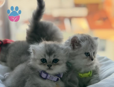 British  Shorthair Bebekler - 7326 - Görsel 5