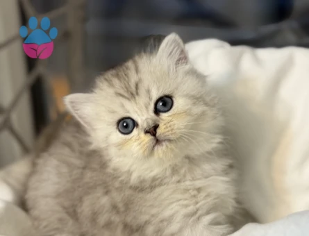 British  Shorthair Bebekler - 7326 - Görsel 2