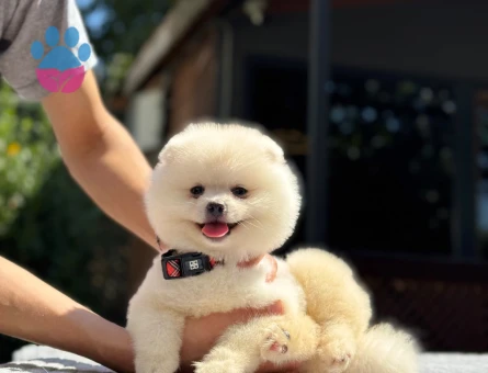 Pomeranian Boo Yavru | Teddy Bear Görünüm | Yoğun Tüy Yapısı - 7333