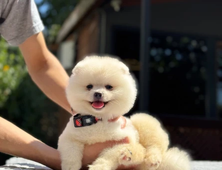 Pomeranian Boo Yavru | Teddy Bear Görünüm | Yoğun Tüy Yapısı - 7333
