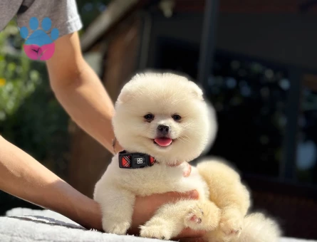 Pomeranian Boo Yavru | Teddy Bear Görünüm | Yoğun Tüy Yapısı - 7333 - Görsel 3