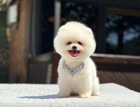 Pomeranian Boo Yavru | Beyaz Teddy Bear Görünüm | Yoğun Tüy Yapısı - 7334