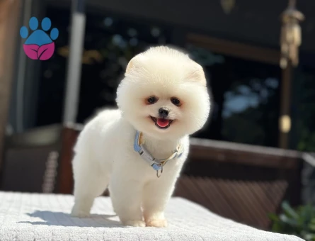 Pomeranian Boo Yavru | Beyaz Teddy Bear Görünüm | Yoğun Tüy Yapısı - 7334 - Görsel 3