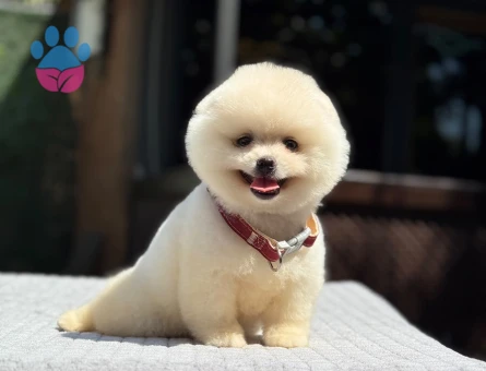 Pomeranian Boo Yavru | Kar Beyazı Tüyler | Sevimli Teddy Bear Görünüm - 7335 - Görsel 3
