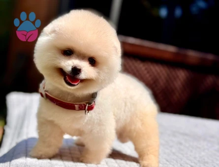 Pomeranian Boo Yavru | Kar Beyazı Tüyler | Sevimli Teddy Bear Görünüm - 7335