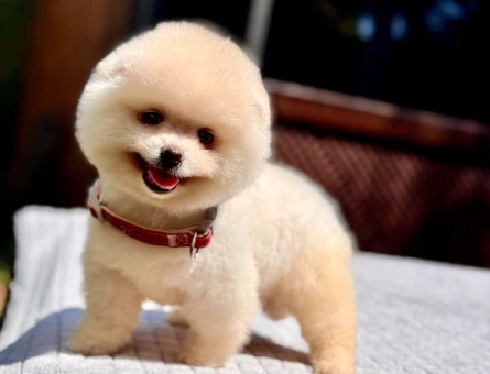 Pomeranian Boo Yavru | Kar Beyazı Tüyler | Sevimli Teddy Bear Görünüm - 7335