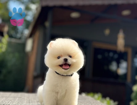 Pomeranian Boo Teddy Face Kar Beyazı Yavru - 7336