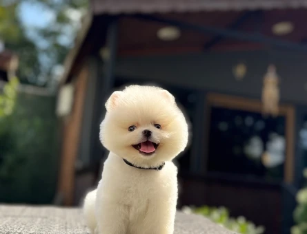 Pomeranian Boo Teddy Face Kar Beyazı Yavru - 7336