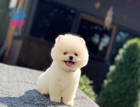 Pomeranian Boo Teddy Face Kar Beyazı Yavru - 7336 - Görsel 3