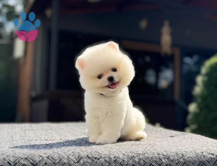 Pomeranian Boo Teddy Face Kar Beyazı Yavru - 7336 - Görsel 4