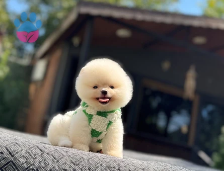 Pomeranian Boo Teddy Face Krem Beyaz Yavru - 7337
