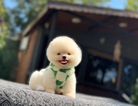 Pomeranian Boo Teddy Face Krem Beyaz Yavru - 7337