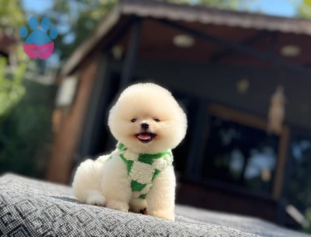 Pomeranian Boo Teddy Face Krem Beyaz Yavru - 7337 - Görsel 3