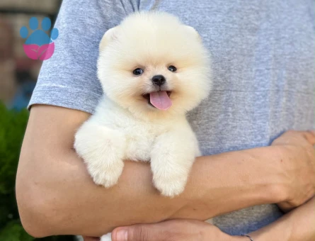 Pomeranian Boo Krem Teddy Face Minik Yavru - 7338 - Görsel 3