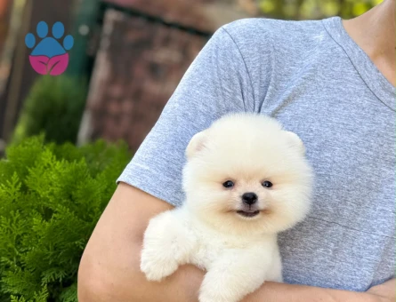 Pomeranian Boo Krem Teddy Face Minik Yavru - 7338