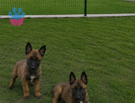 A kalite Belçika Malinos Bebekler - 7339 - Görsel 3