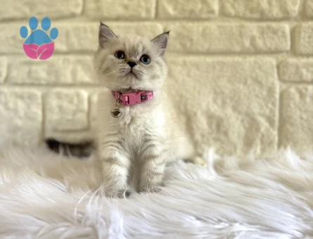 British Shorthair Lynx Point Dişi Yavrumuz