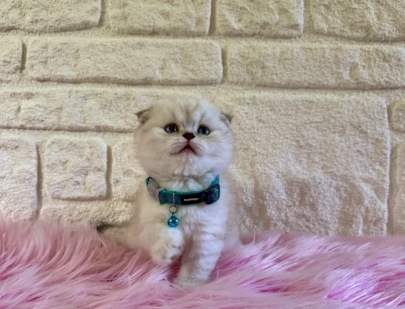 Scottish Fold Silver Point sevimli Erkek Yavrumuz