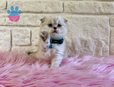 Scottish Fold Silver Point sevimli Erkek Yavrumuz