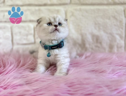 Scottish Fold Silver Point sevimli Erkek Yavrumuz