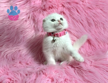 Scottish Fold Beyaz Dişi 2 Aylık