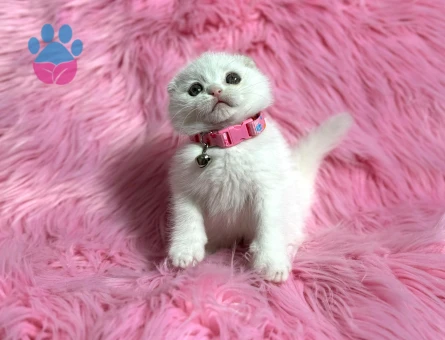 Scottish Fold Beyaz Dişi 2 Aylık