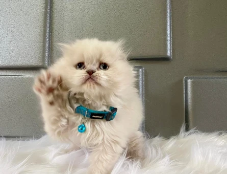 Scottish Fold Longhair Bluepoint Erkek