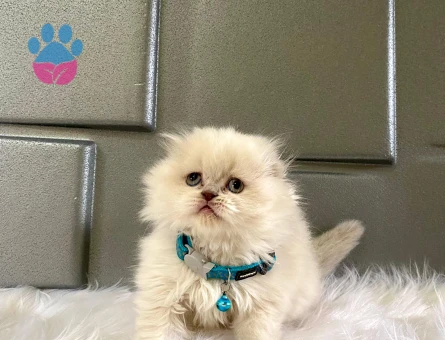 Scottish Fold Longhair Bluepoint Erkek