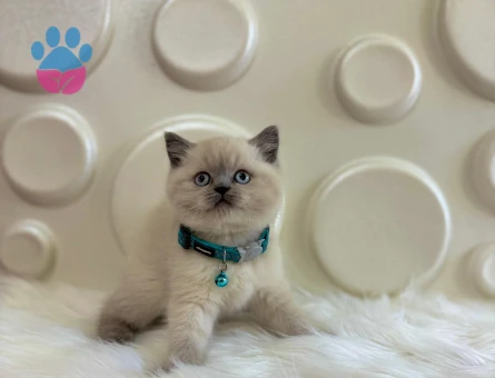British Shorthair Bluepoint Çakırbeyli Erkek