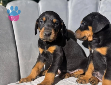 Mağazamızdan Doberman King Yavrumuz Güvenli Teslimat - 9164 - Görsel 5