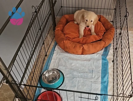 Mağazamızdan Dünya Tatlısı Golden Dişi Yavrularımız - 9165 - Görsel 3