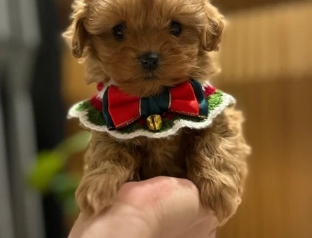 Dünya Tatlısı Maltipoo Yavrular Sizlerle - 9166