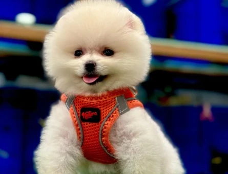 Bakanlık Onaylı Çiftliğimizden Ayı Surat Pomeranian Boo Yavrularımız - 9167
