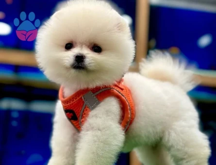Bakanlık Onaylı Çiftliğimizden Ayı Surat Pomeranian Boo Yavrularımız - 9167 - Görsel 3