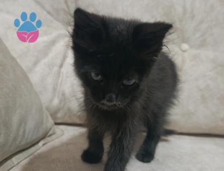 Dişi yavru kedi Tekir - 9168 - Görsel 2