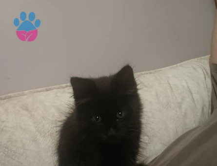 Dişi yavru kedi Tekir - 9168 - Görsel 3