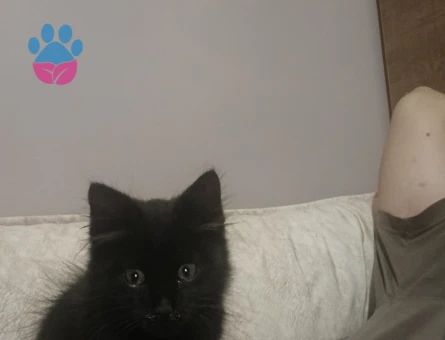 Dişi yavru kedi Tekir - 9168 - Görsel 4