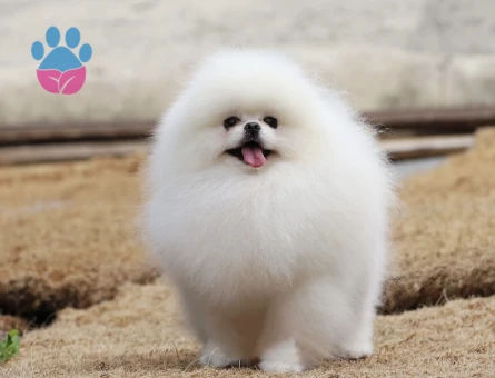 POMERANIAN ÜRETİM ÇİFTLİĞİNDEN - 9169 - Görsel 2