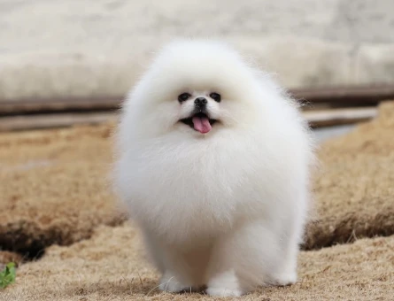 POMERANIAN ÜRETİM ÇİFTLİĞİNDEN - 9169