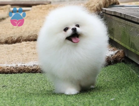 POMERANIAN ÜRETİM ÇİFTLİĞİNDEN - 9169 - Görsel 3